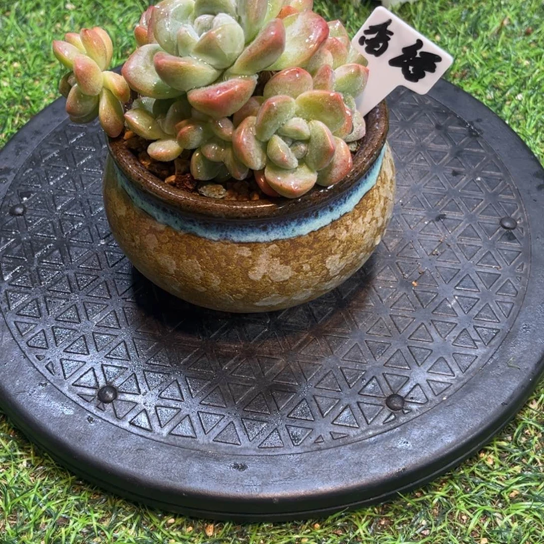 香语专拍冰玉手捧寄养
