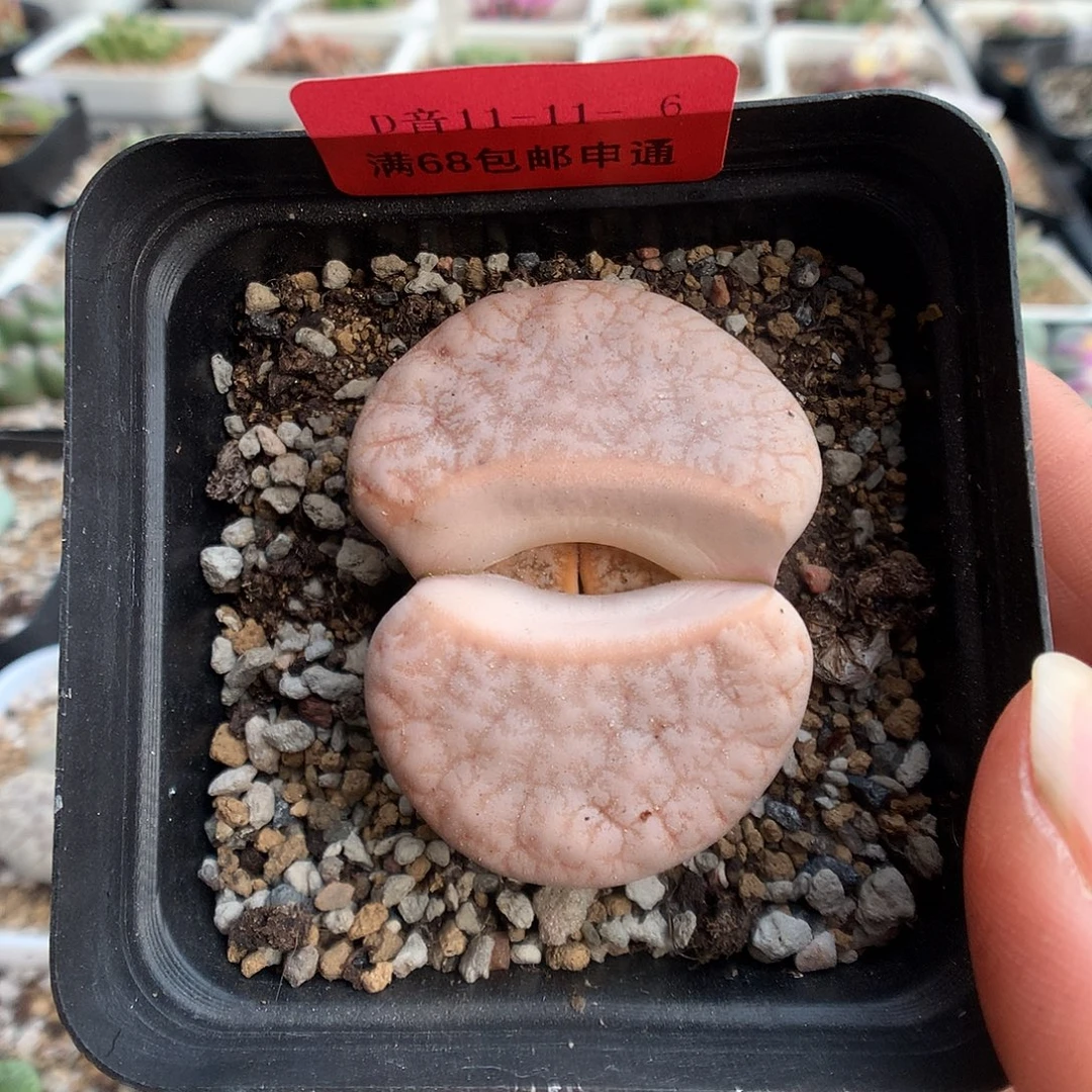 11-11-6 拿铁一颗