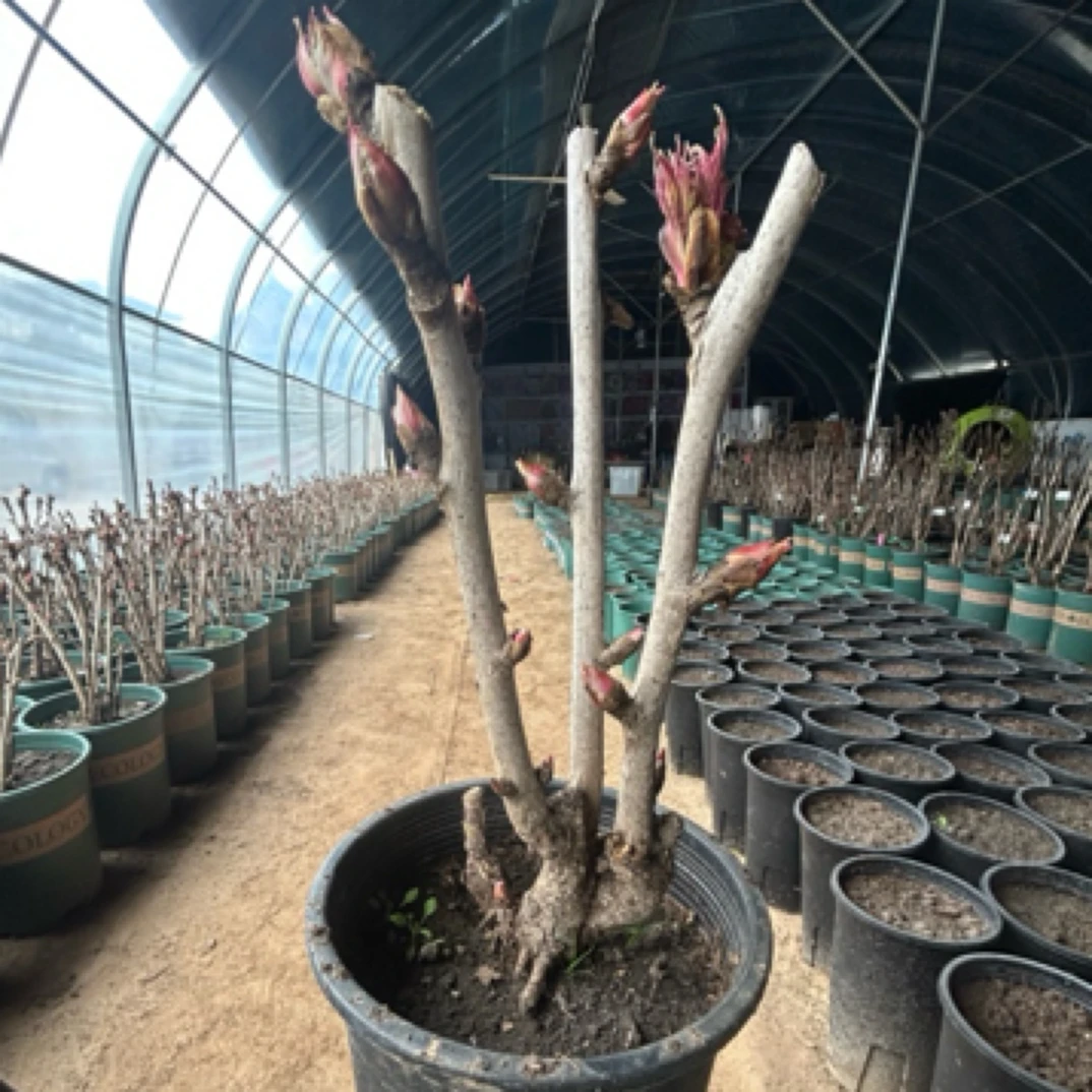 牡丹小盆栽原盆原土