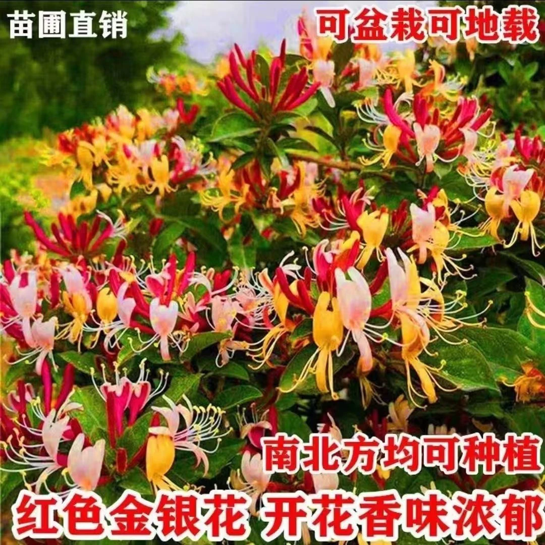 盆栽多彩红色金银花 多次开花带香味可泡茶 南北方均可抗寒品种