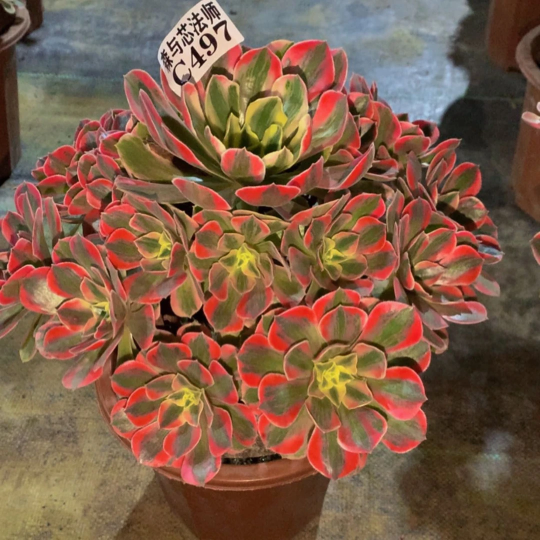 【闪购商品】497粉女妖