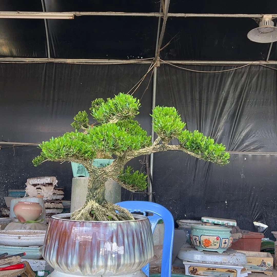 无花朵广东雀舌黄杨盆景