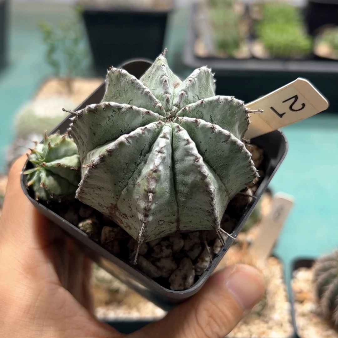 21号魁伟玉 侧芽繁殖脱土发货