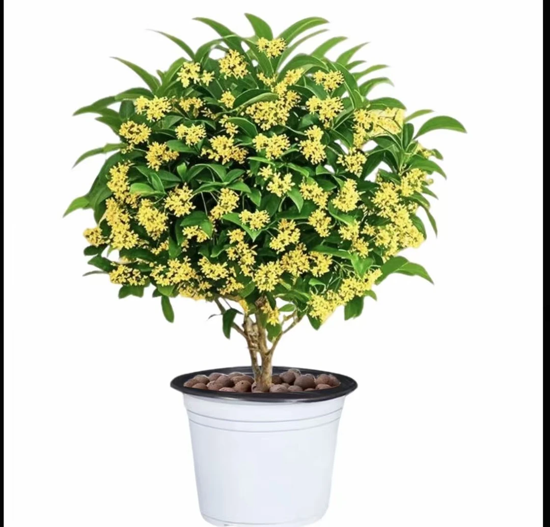 四季桂花盆栽室内外种植花香浓郁四季常青好养花卉QP