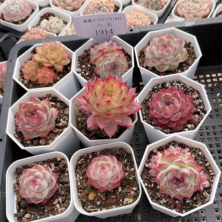 薇薇安园艺多肉1914