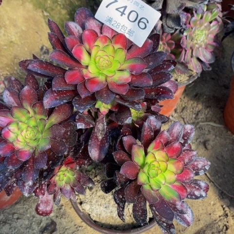 魅力七多肉多肉肉7406