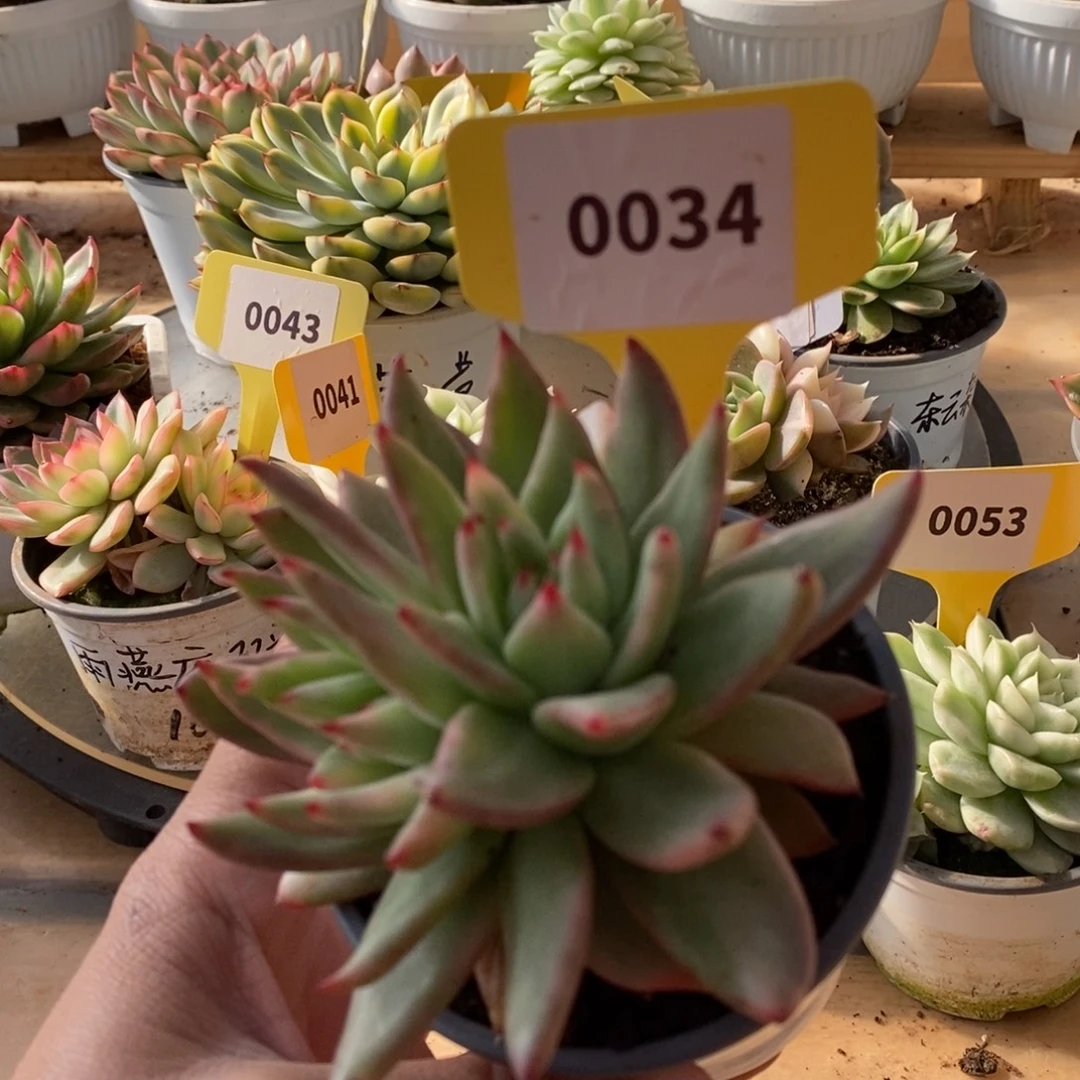 0034东云杂哈哈哈哈