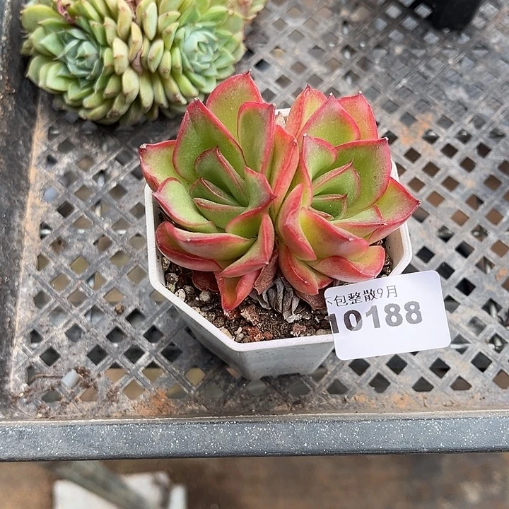 阿雅园艺。         188纯净
