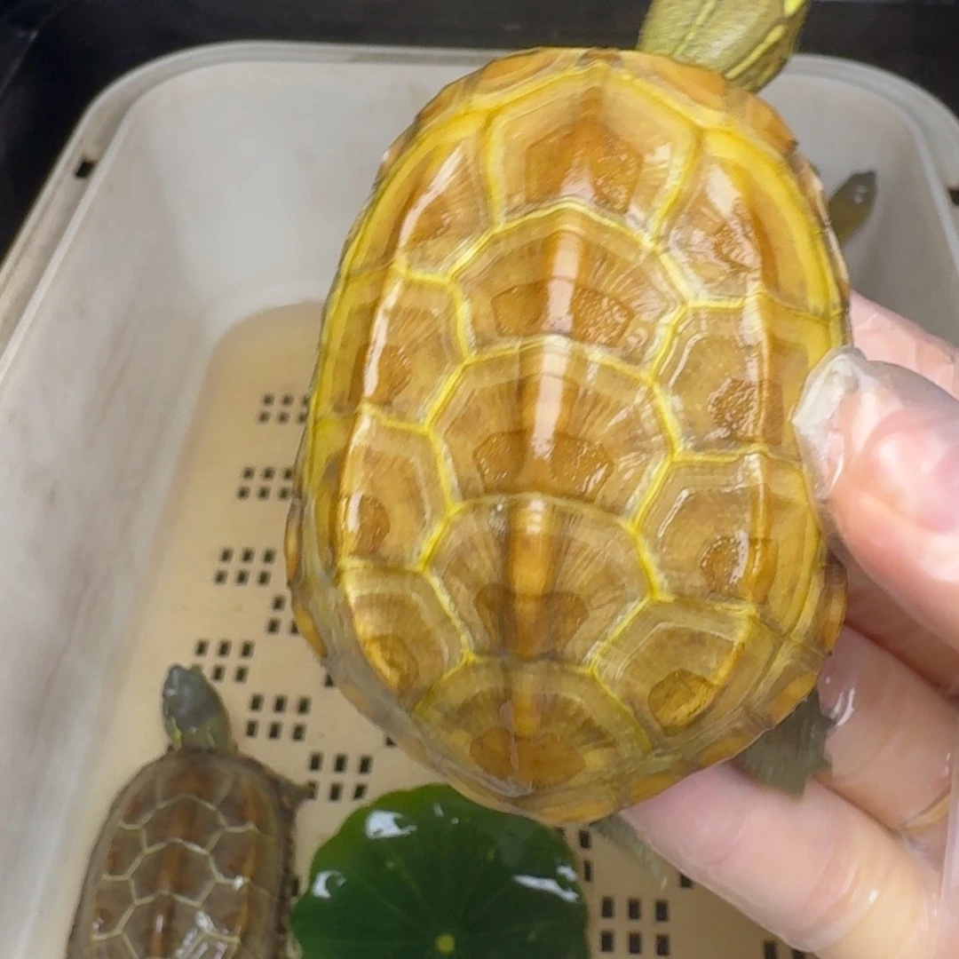 母绿毛龟截***有黄肉黄肉