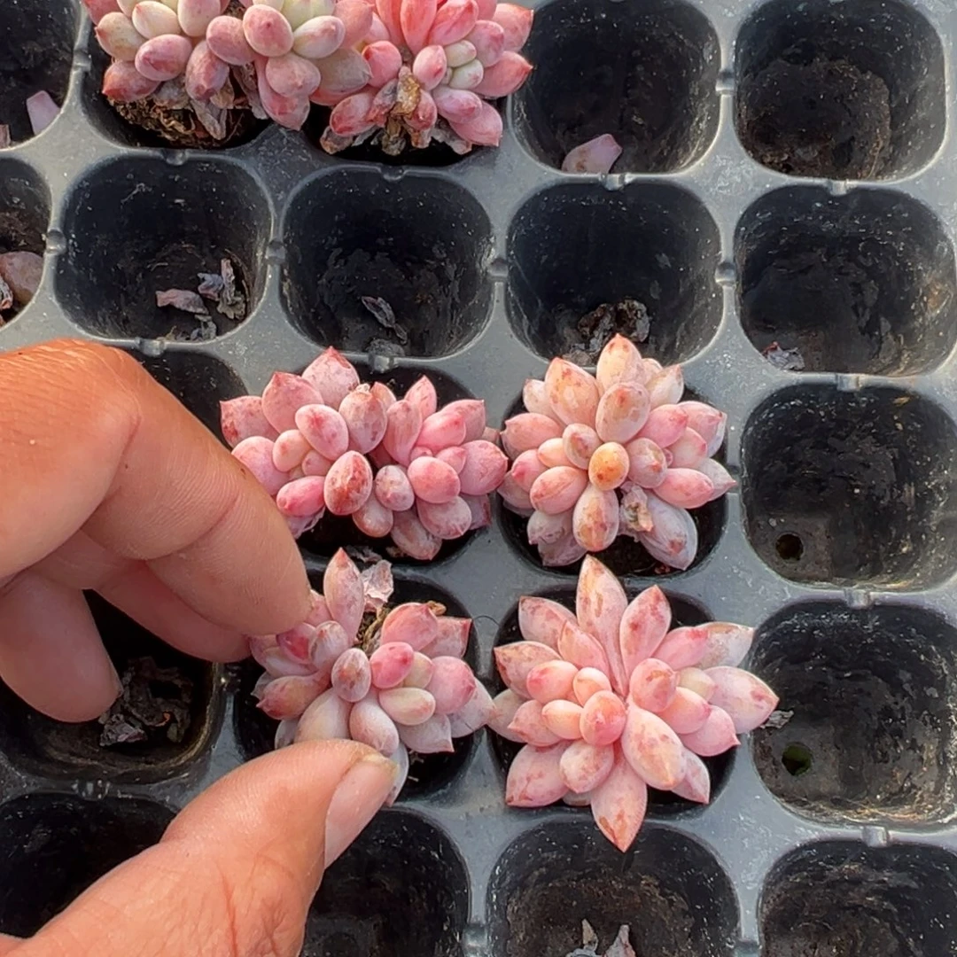 半夏双头一颗3cm 量拍多肉满18元包邮
