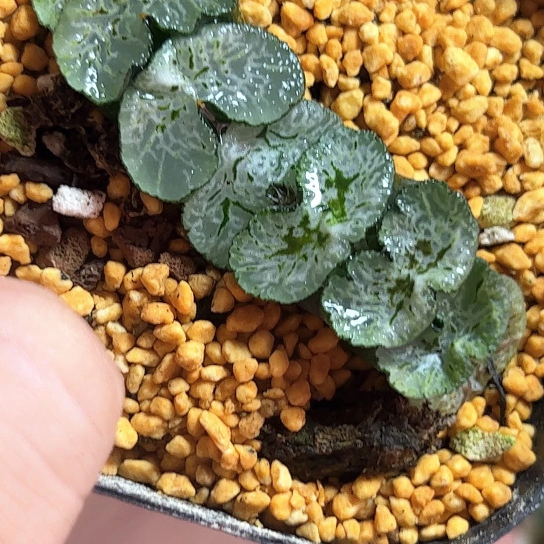 Z***王极翠守冰十二卷多肉植物