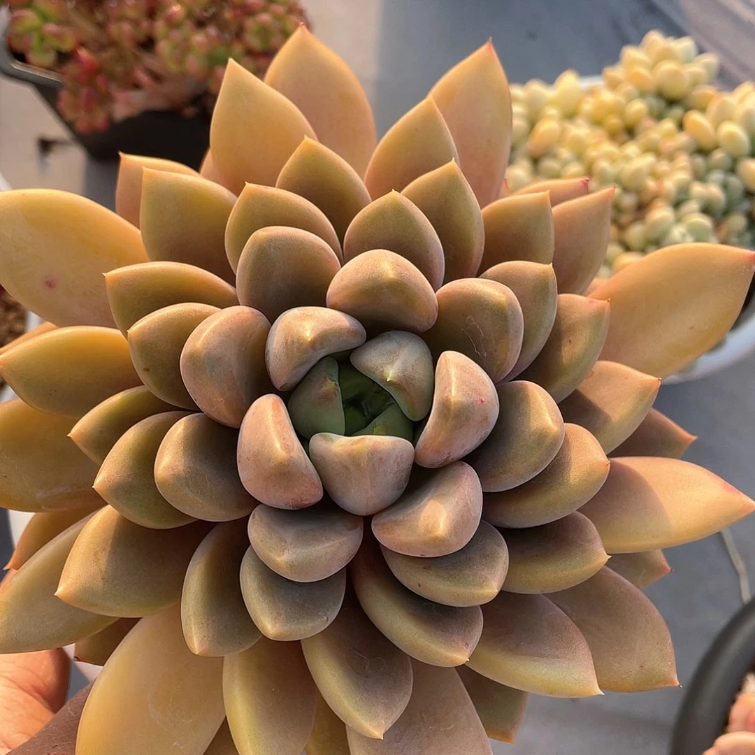 ?****?多肉植物一物一拍