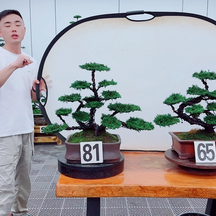 无花朵松柏盆景，一物一拍