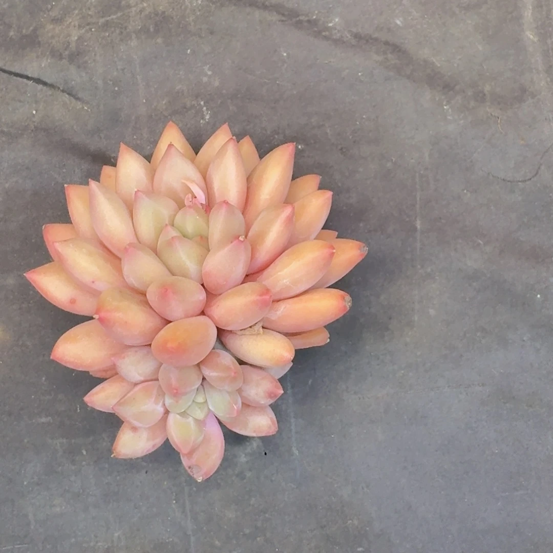 花***²多肉植物和植物等植物为