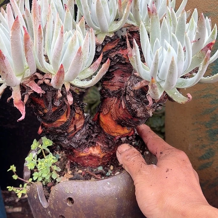 仙女杯多肉植物提取