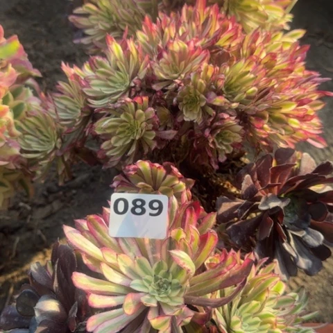 法师仙默18-48多肉