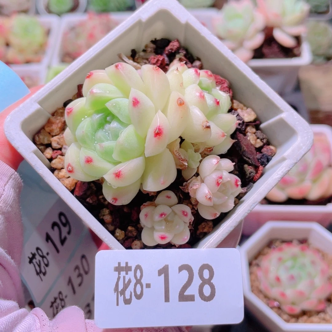 花利美8-128麦秆  叶伤