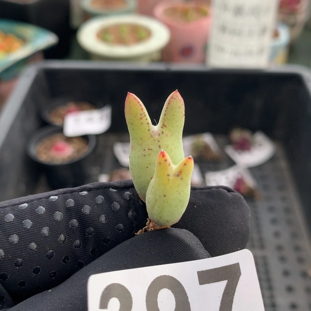 397皮卡丘杂交猪蹄