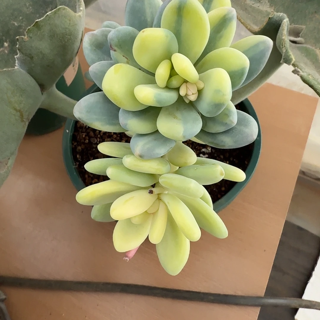 黄金大叶奶11103-300