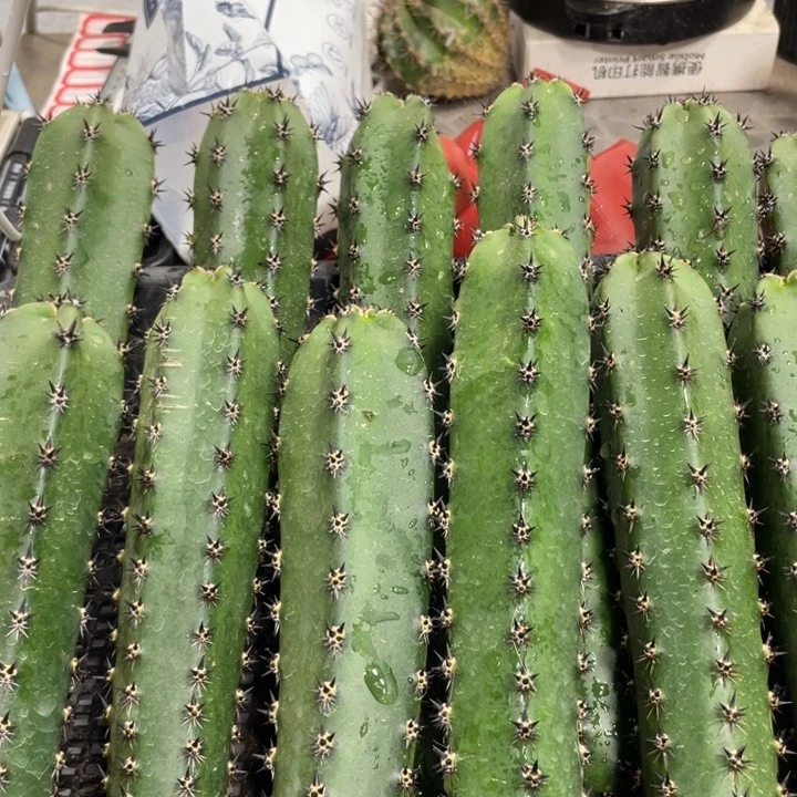 黑刺袖铺实生一代侧芽