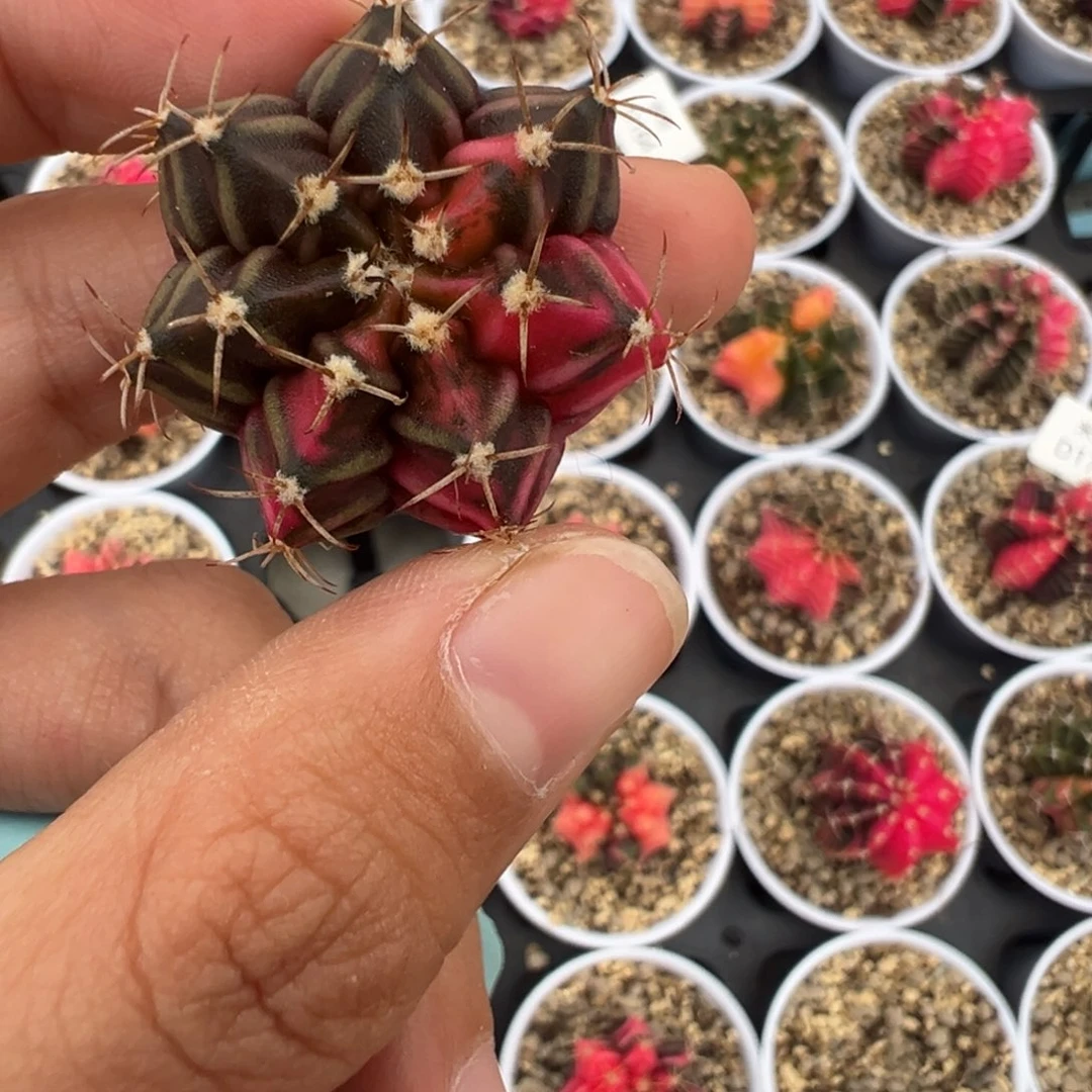 455 好看的米哈冲冲冲