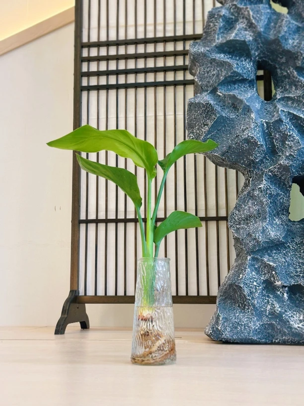 水培天堂鸟大型绿植室内净化空气花卉盆栽四季常青绿植盆栽室内