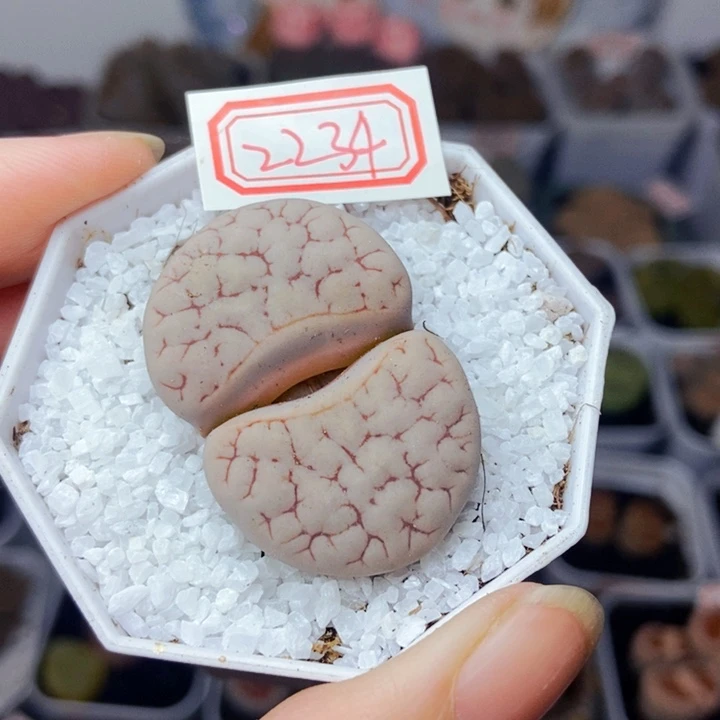 宇**-樱桃爱妃们的美肉