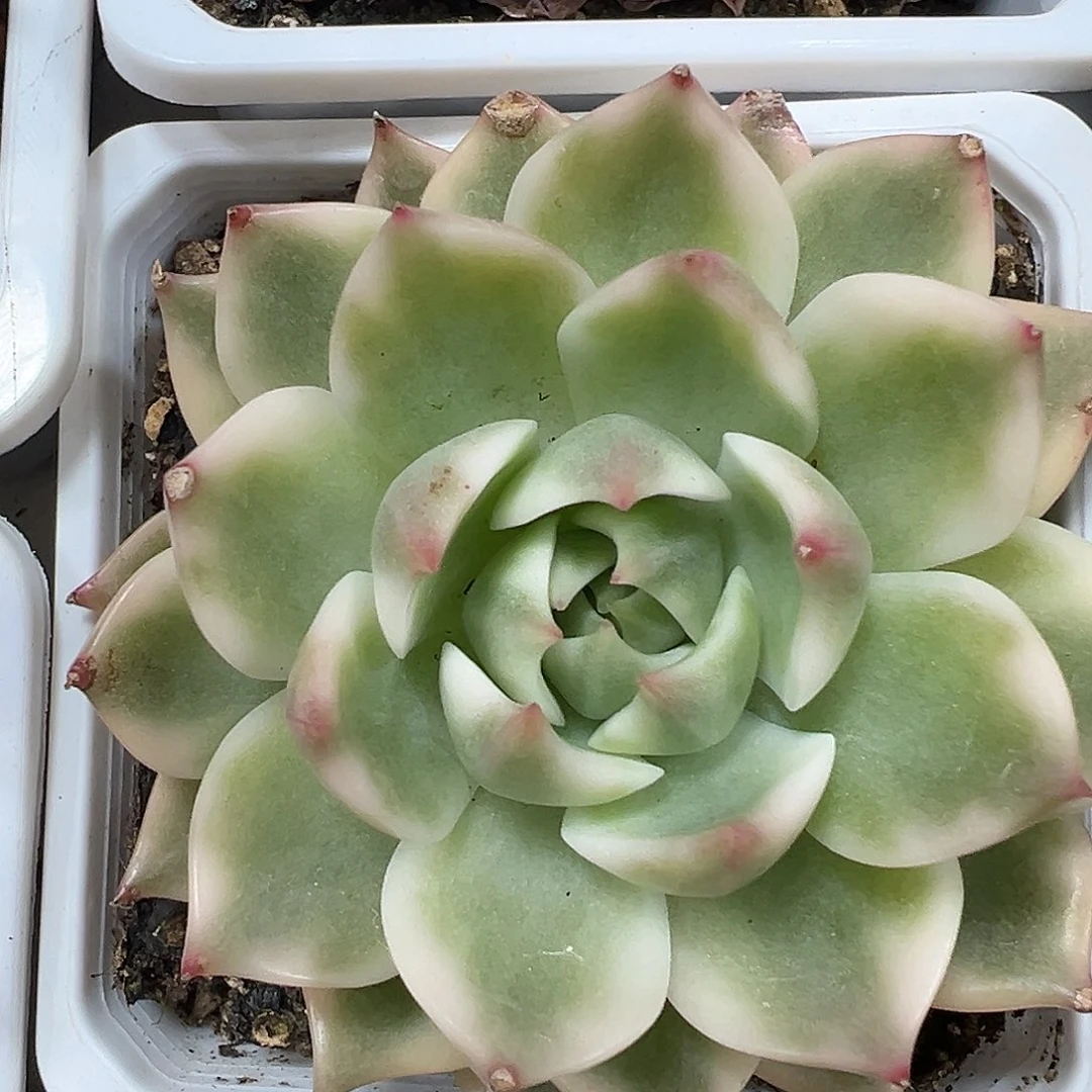 琉璃盏锦多肉植物