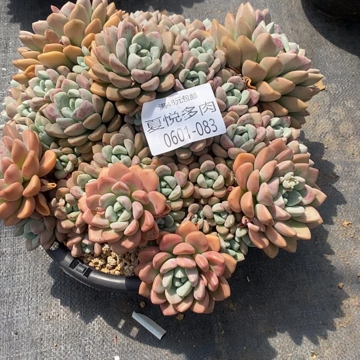 东****亦夏悦多肉0601-83花瓣露