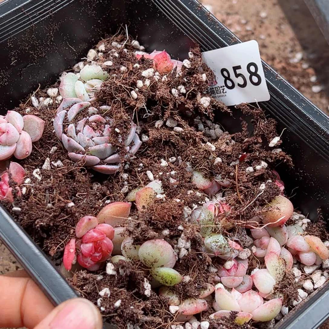 暖*?多肉植物多肉植物