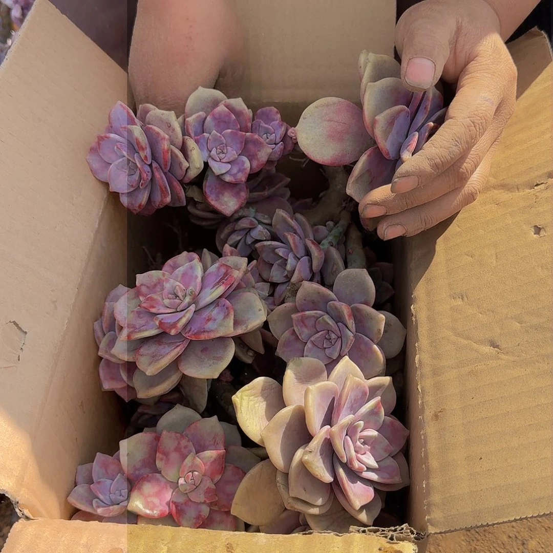 紫乐断枝箱装 不包损10.8