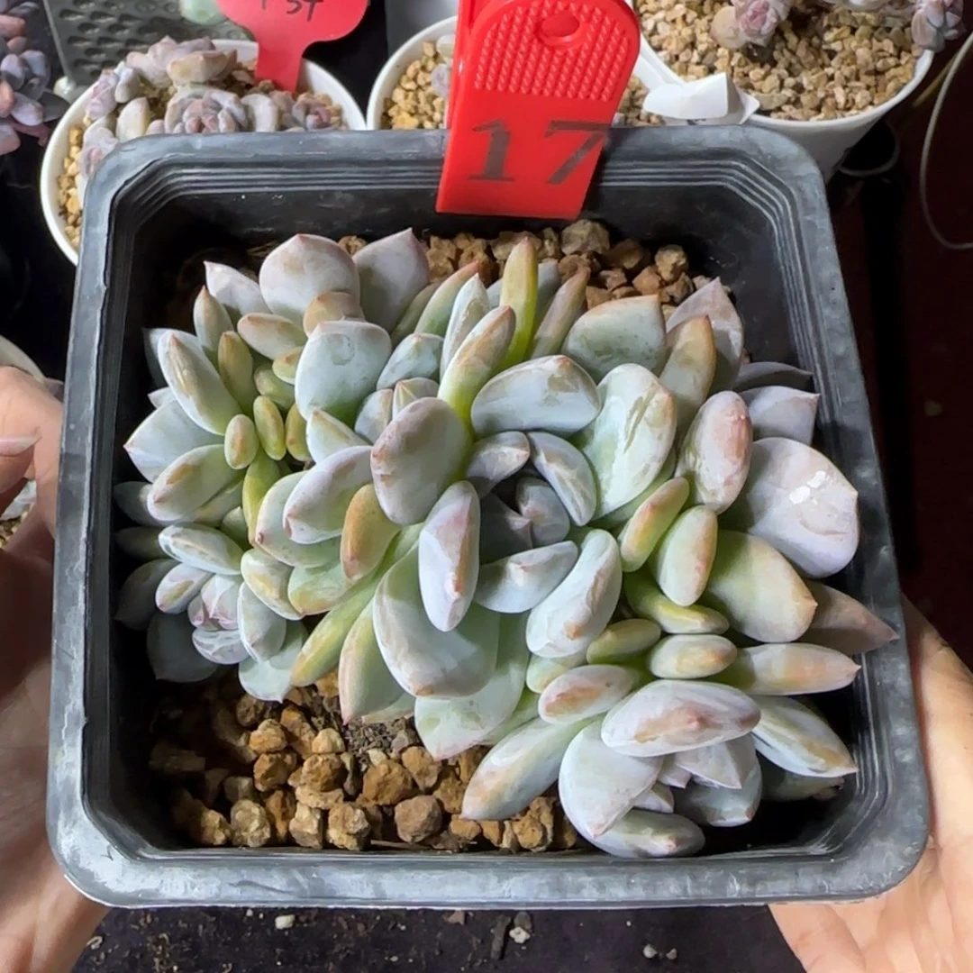 星影7头无砍一物一拍17