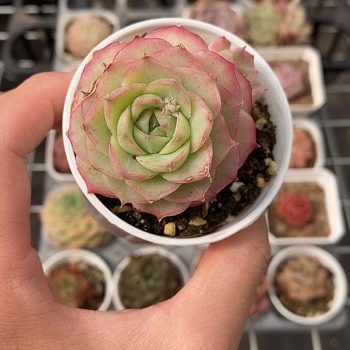 粉色的小可爱啊67