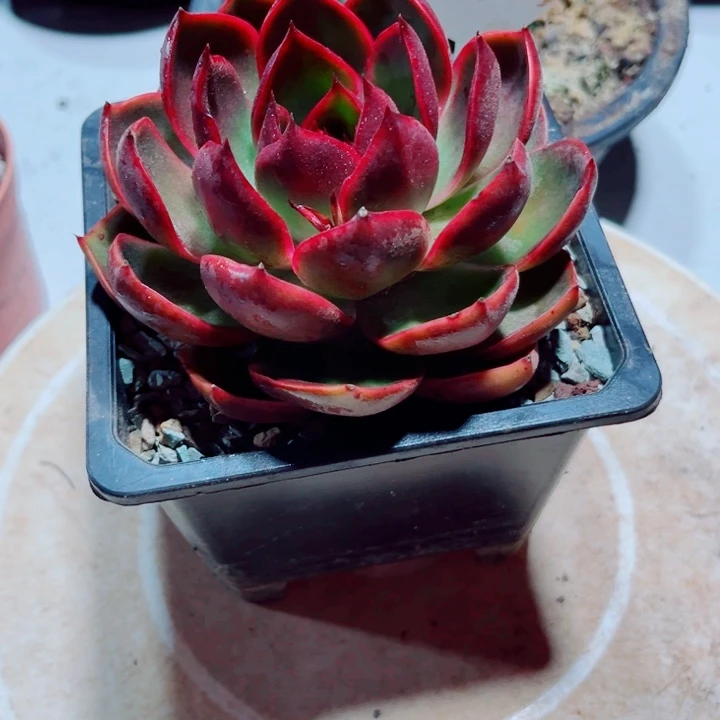 红灯多肉植物一物一拍61