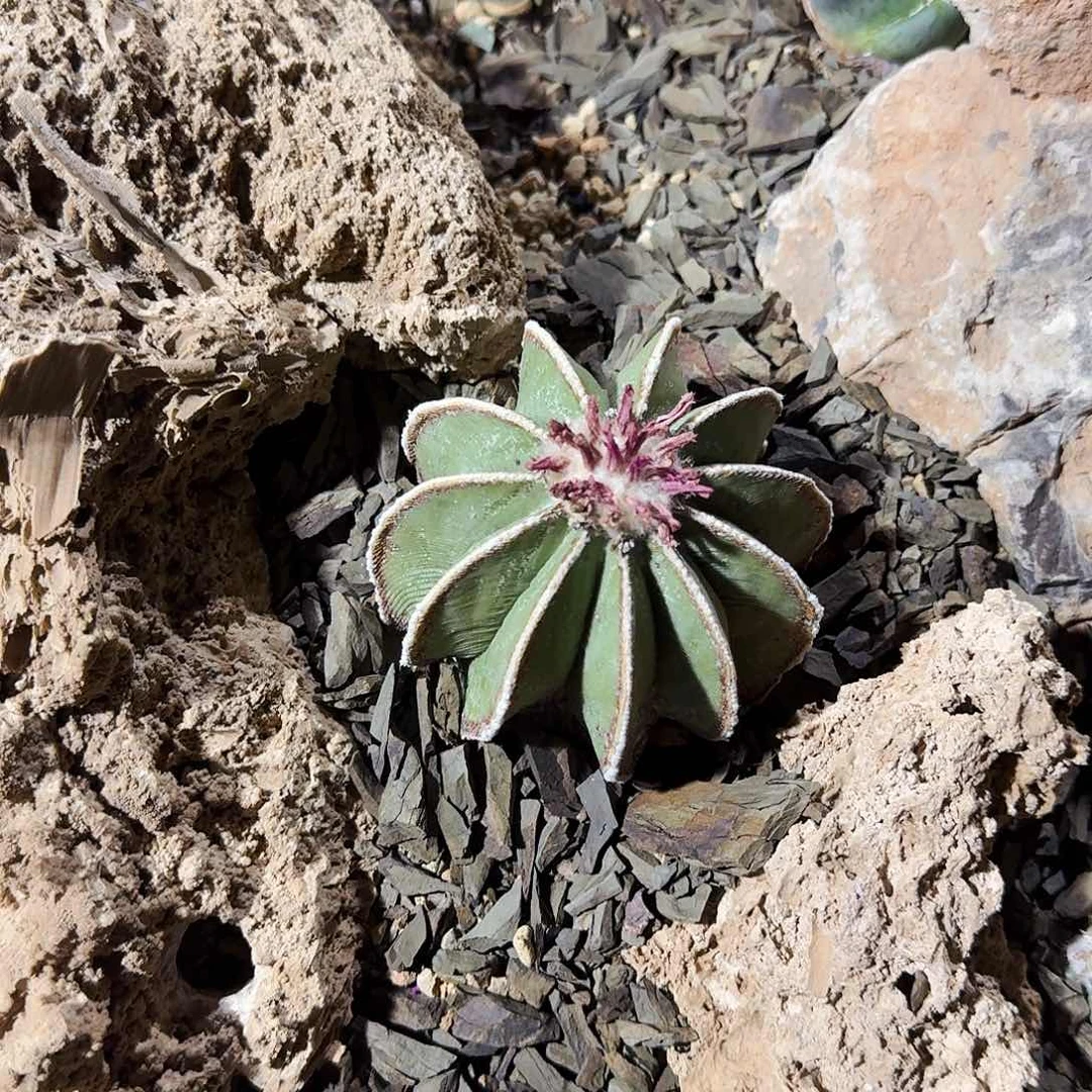 直播间，9折，有效期三个月