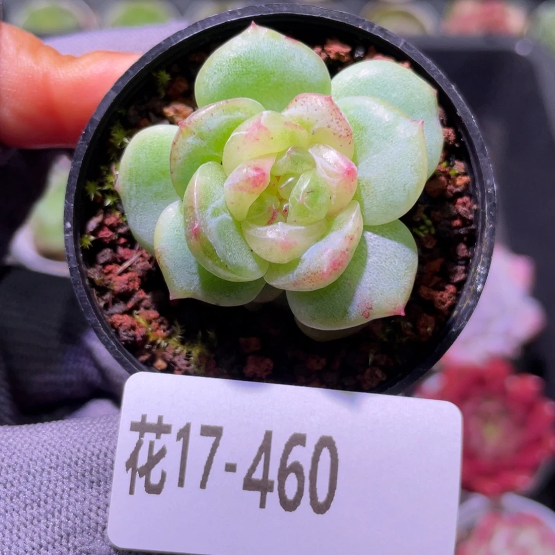 花利美17-460珍妮