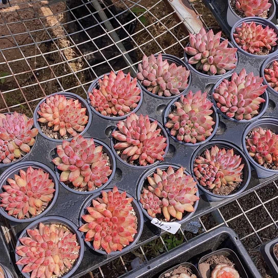 24-2- 福利虞美人一颗 量拍