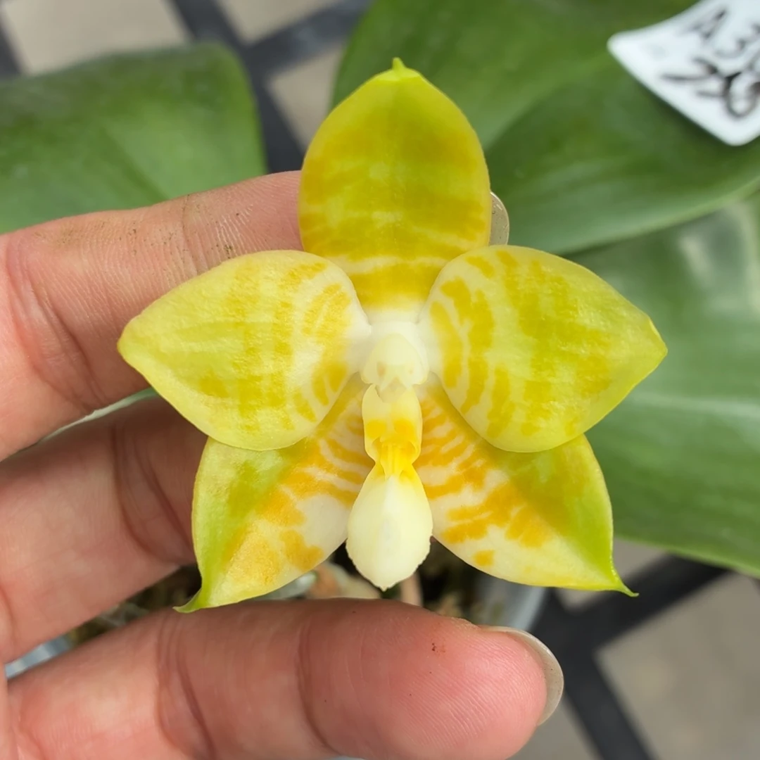 当前无花朵，栽培后可花朵A303yss1184