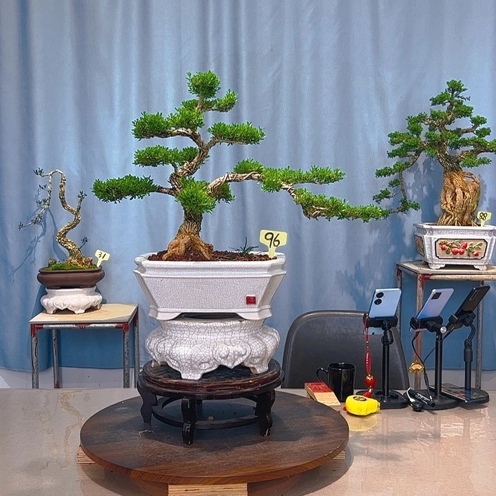 无花朵广东皱皮雀舌黄杨