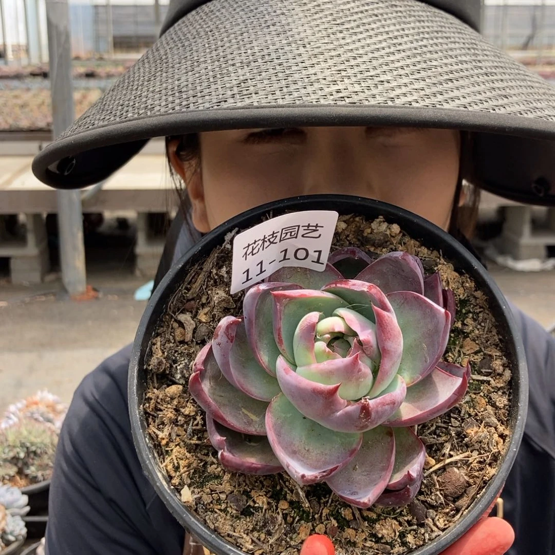 11.101 惊鸿一物一拍