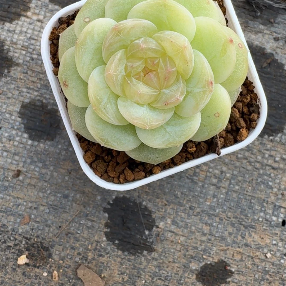 李***了1229-25-老板单头一颗多肉