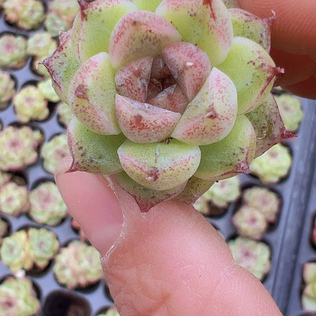 穴盘赤水晶3颗19包邮多肉