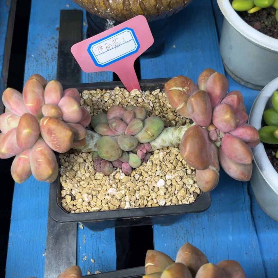 伊莉莎儿一物一拍