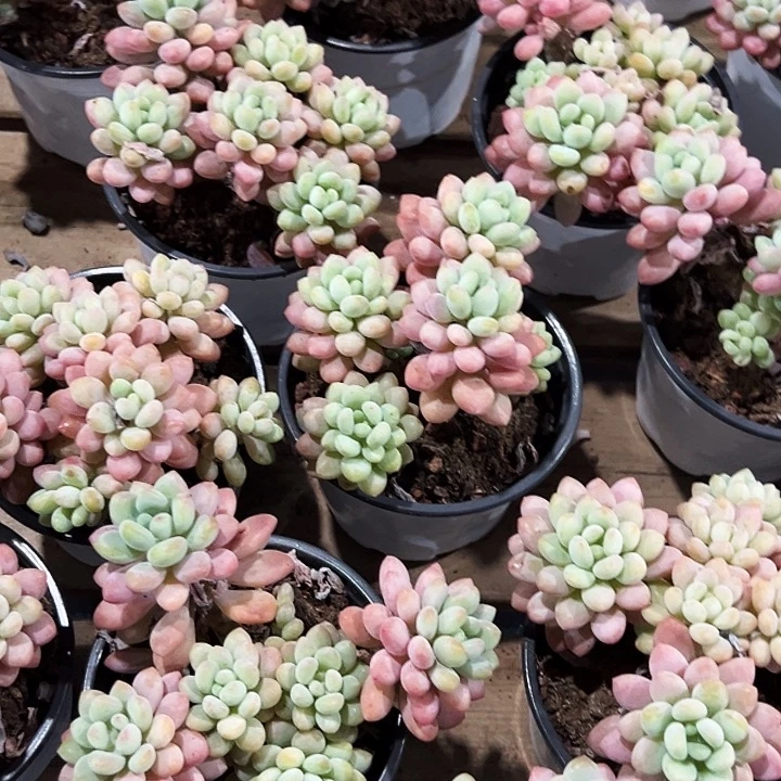 泡泡酱        福利多多