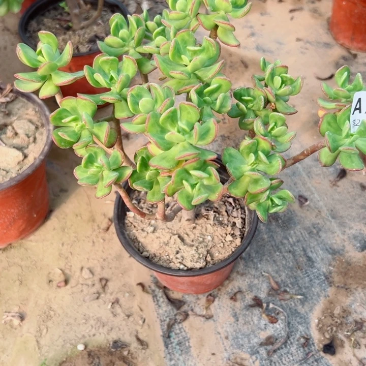 274达摩宝珠多肉植物