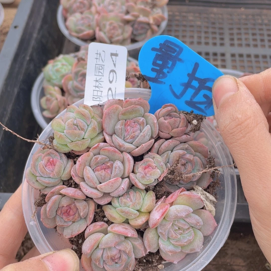 量拍多肉植物多肉植物294