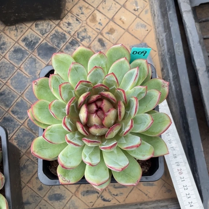 红雪花冠幅14 公分一物一拍