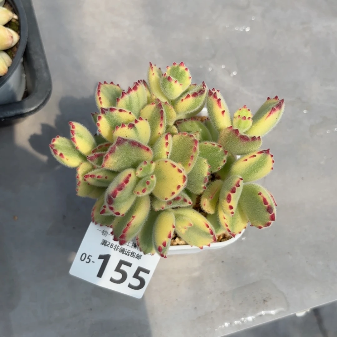 白熊多肉多肉多肉