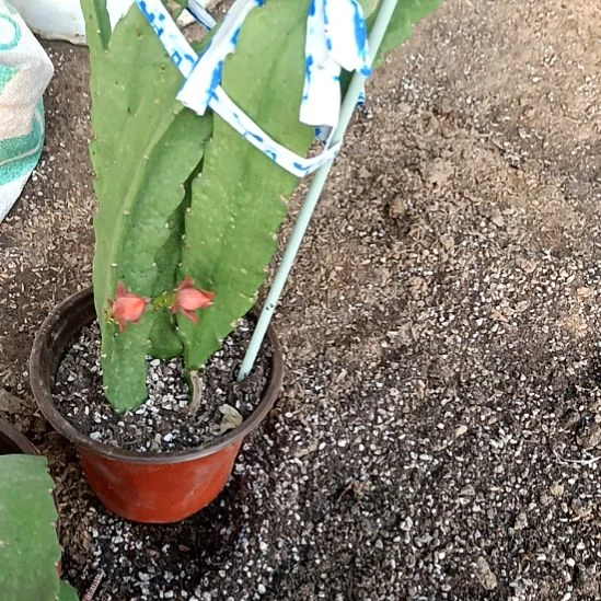 浮***梦完全开放令箭何花中国红