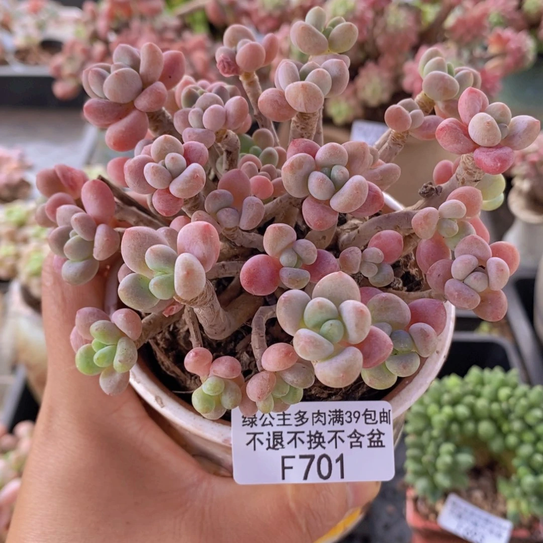 鱼子酱老桩10cm701多肉植物